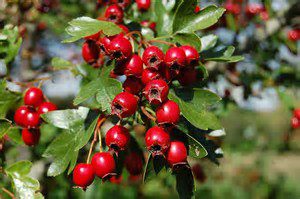 hawthorn and heart disease