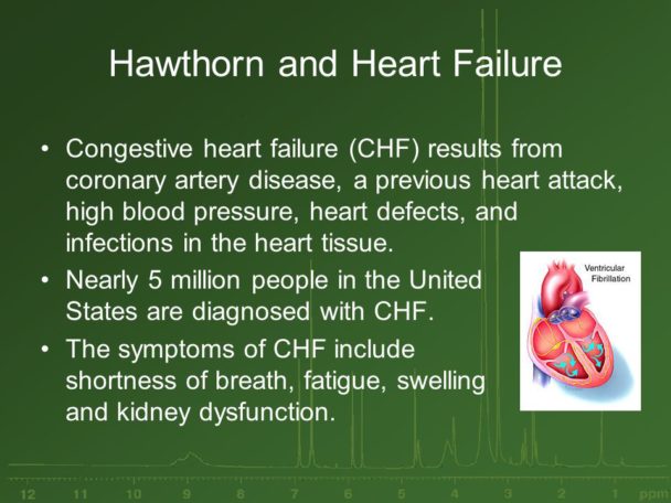 hawthorn and heart disease