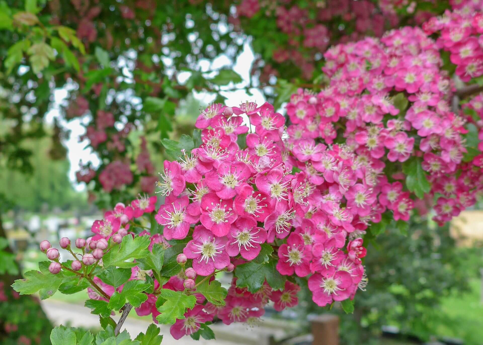 heart disease and hawthorn