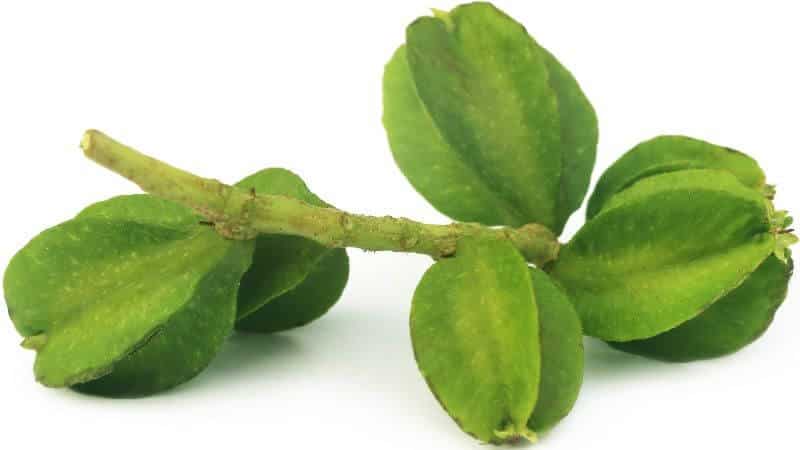 Arjuna Overview: 10 Awesome Benefits of Arjuna and Side Effects Arjuna Overview: 10 Awesome Benefits of Arjuna and Side Effects