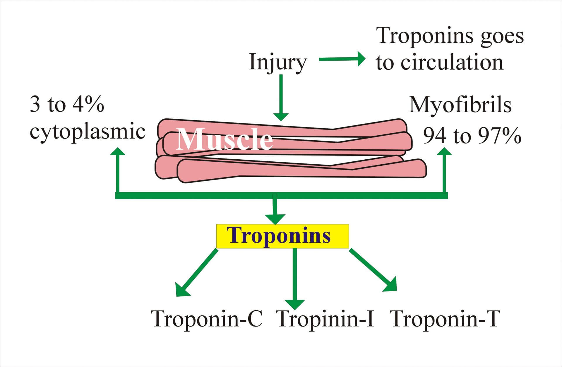 test heart troponin What Level Troponin is Normal test heart troponin What Level Troponin is Normal