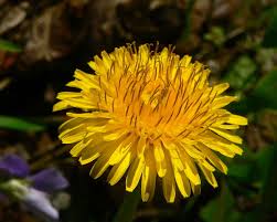 Dandelion Root Tea Benefits and Side Effects