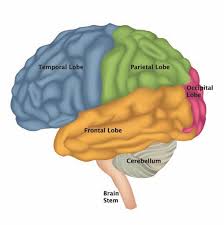 Alcohol toxic encephalapathy, 