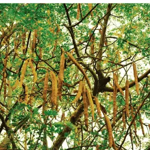 Moringa Health Benefits