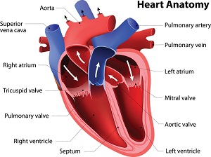 Anatomy of the heart. Can High Blood Pressure Cause Congestive Heart Failure?