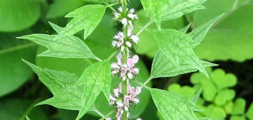 Motherwort tincture is an herbal medicine that is made by dissolving extracts from the motherwort plant in alcohol