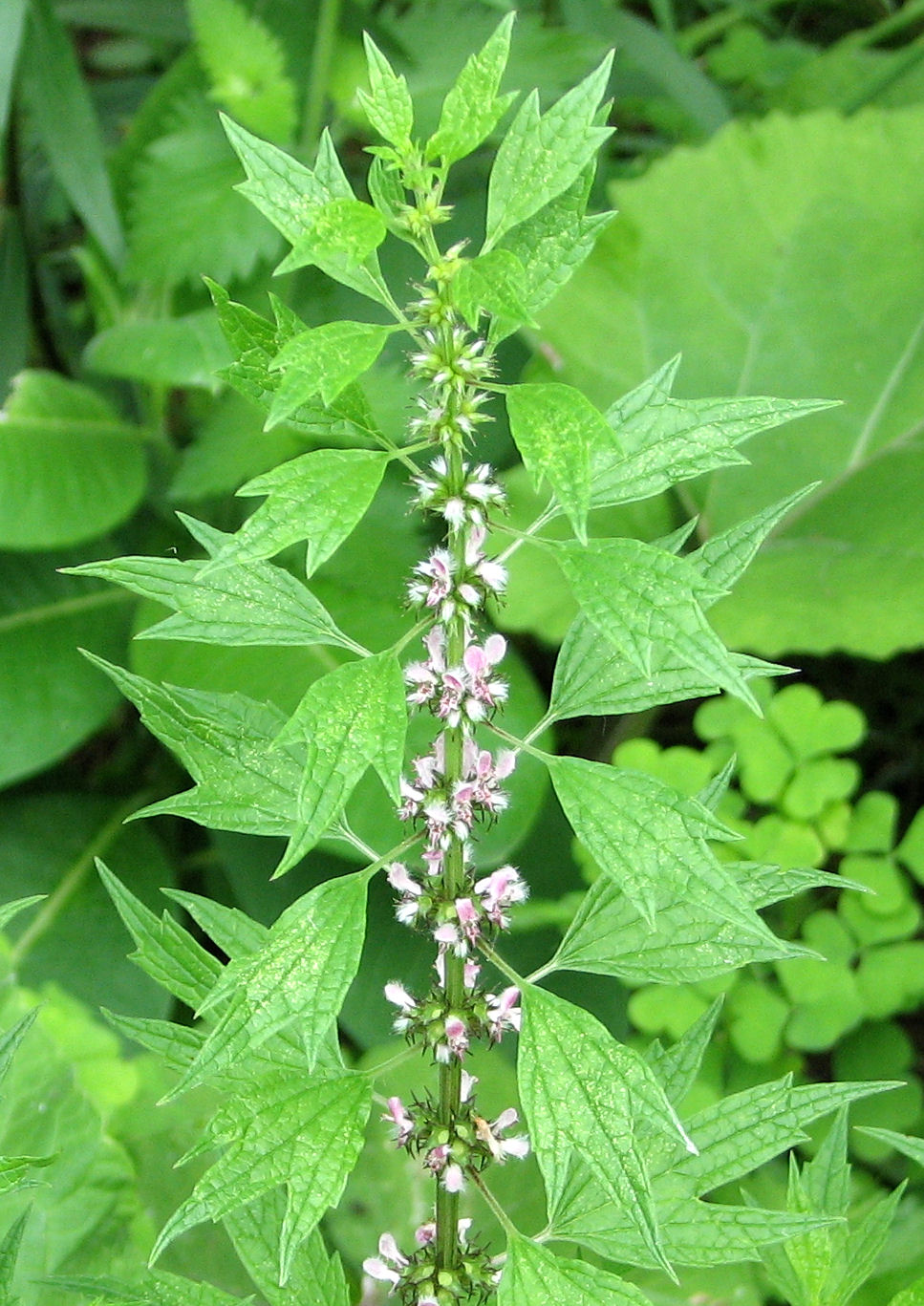 Motherwort tincture is an herbal medicine that is made by dissolving extracts from the motherwort plant in alcohol