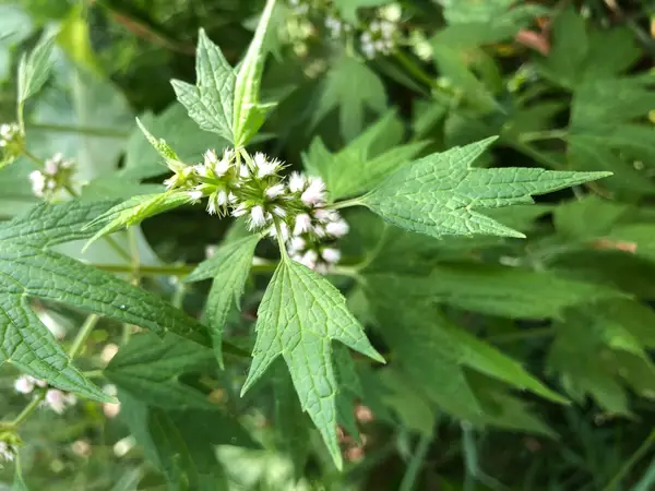 motherwort plant health benefits