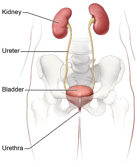 b12 cure for urinary incontinence