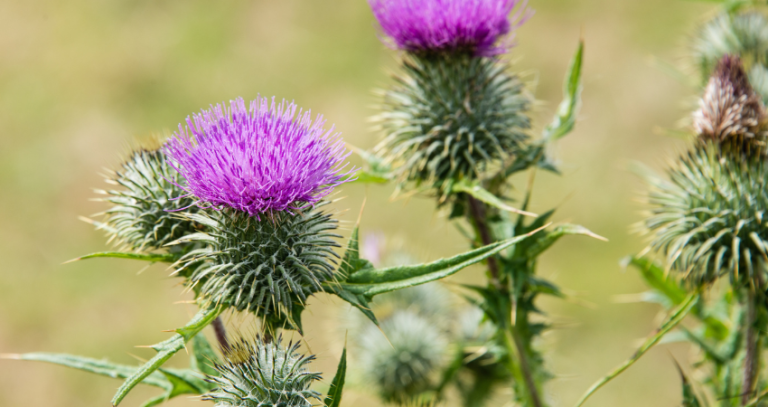 Can you mix milk thistle and pain medication together