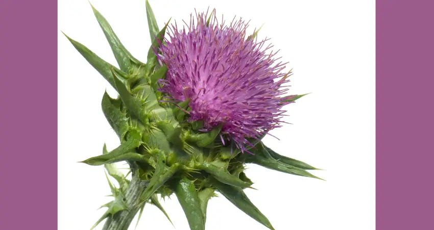 Can you mix milk thistle and pain medication together?