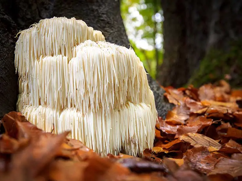 Lions Mane Brain health